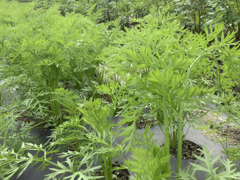 実より栄養価が高い！人参葉500g