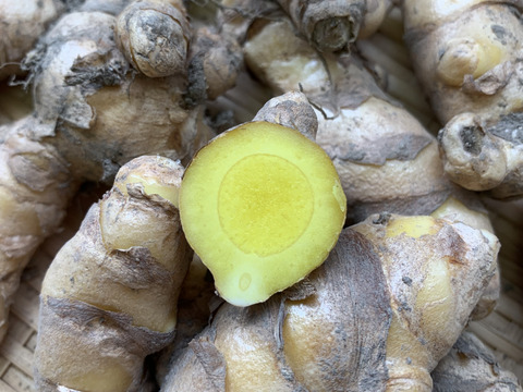 【春ウコン】農薬不使用 お買い得泥つき未選別