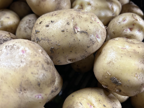 ほくほくじゃがいも　5kg