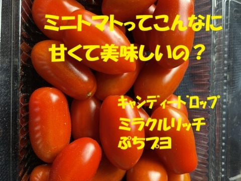 にんにく(白黒)＆極甘ミニトマト1kg季節野菜セット(枝豆入)：秋田県産