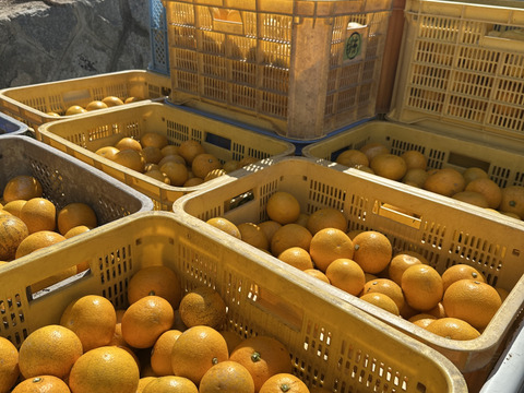 はっさくファン必見！つぶつぶジューシー！熟成はっさく生果2キロ7~8個【自然栽培】サイズ混合愛媛大三島よりお届け