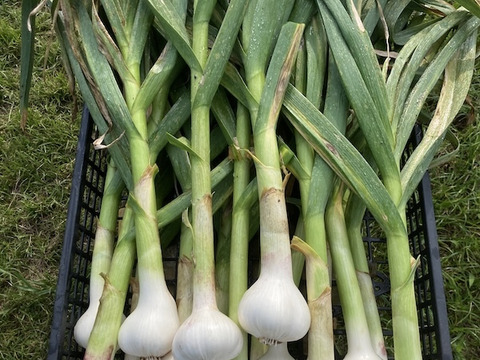 新鮮！【新ニンニク】500g；農薬、化学肥料不使用