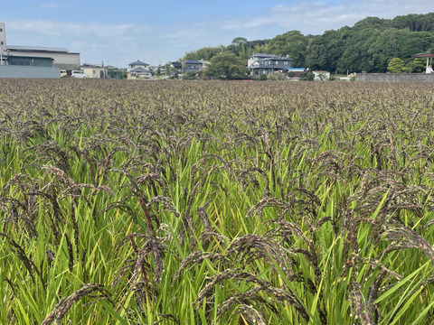 自然栽培 餅米 緑万葉もち 古代もち 玄米 5kg:山口県産のお米 自然栽培 餅米 緑万葉もち 古代もち 玄米 5kg:山口県産のお米