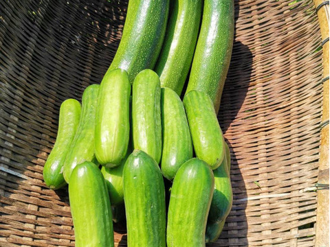 旬の夏野菜セット　ズッキーニ １kg、千成きゅうり １kg セット