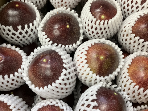 大分県玖珠郡産パッションフルーツ・りり恋【2kg、訳あり・不定期販売】