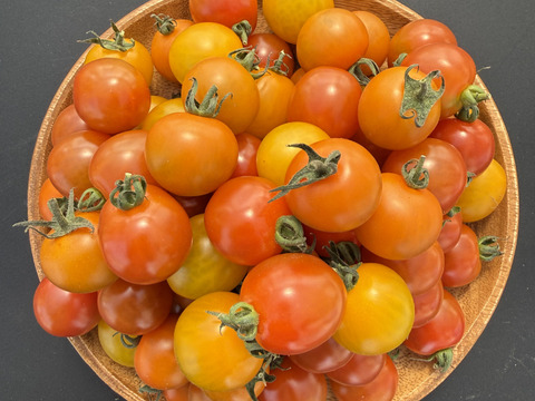 カラフルミニトマト食べ比べセット800g｜福島県大熊町産｜サンゴ砂礫農法