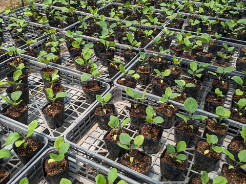 朝取り！　訳ありナス(筑陽)3キロ(15〜30本)