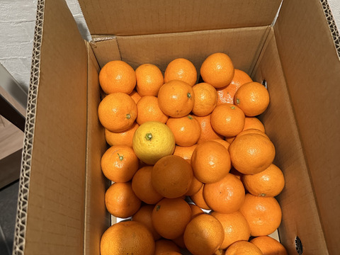 【前回即完売】糖度最高クラス！濃い味好きのための有田みかん 5キロ箱 和歌山県 有田 みかん 2S~3Lサイズ　家庭用キズあり