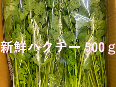 選ばれし若穫りパクチー！！　500g