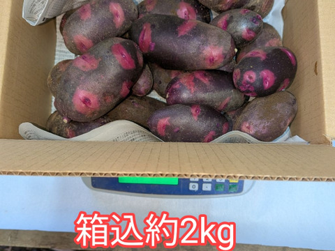 新じゃがいも【デストロイヤー】箱込約2kg美味しいと大評判