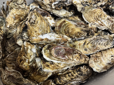 新物　バラ牡蠣　 生食可　10kg （70個から90個くらい）