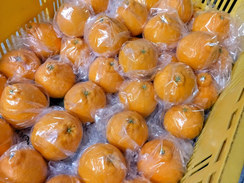 ハウス栽培！「不知火」
～家庭用個包装3㌔～　　　合計12個前後