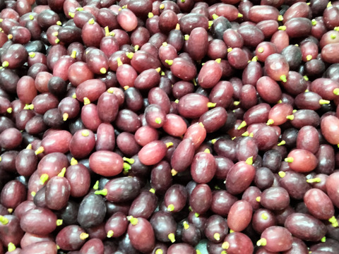 【期間限定販売】クイーンセブン＆シャインマスカット 粒パック　※どちらも種なし皮ごと　※シャインは若い木の中粒のものになります