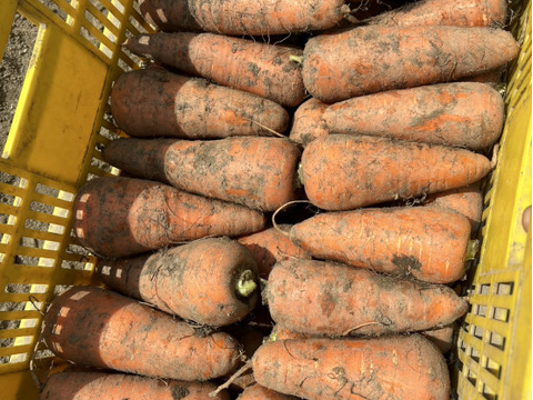 食糧自給率1200％！？食糧大国十勝のにんじん10kg