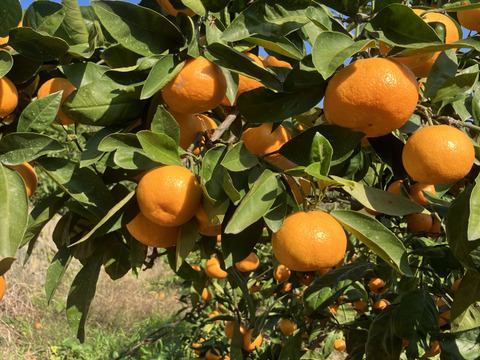 有田みかん【10kg（箱込）・ご家庭用】