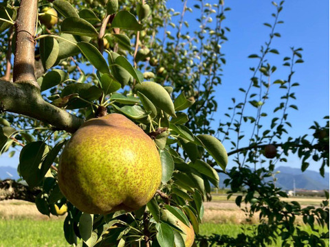 お届けは１０月下旬～食べ頃をお届け♪【おうち用ラフランス 】約２ｋｇ(５～１０玉)