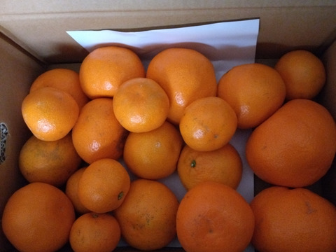 ついパクパク食べちゃう有田みかん3kg！糖度11度〜