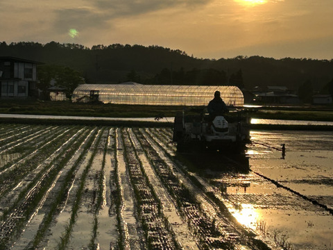 山形県産　はえぬき　玄米　4kg