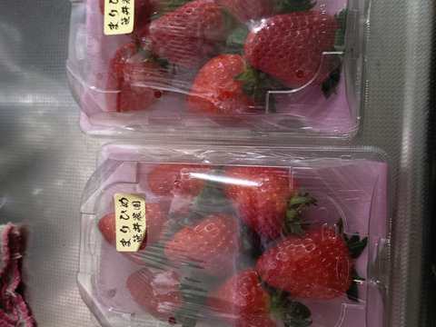 朝採れ、完熟収穫いちご　まりひめ　1～2月発送　500g (250g × 2p)
