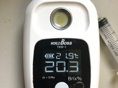 【早割り】早朝収穫とうもろこし【Lサイズ以上8本入り】