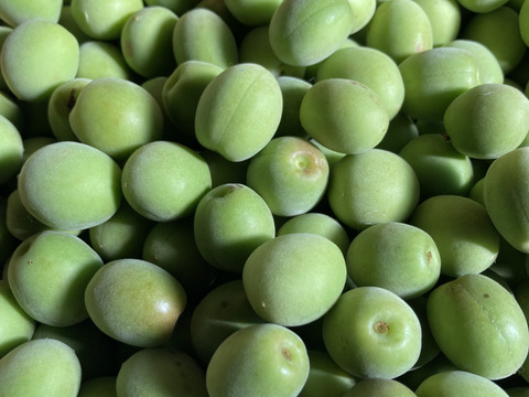 ⭐️農薬除草剤なし⭐️梅干しetsフルーティーな香りが強い生梅小サイズ5キロ★豊作セール💖お早めに‼️