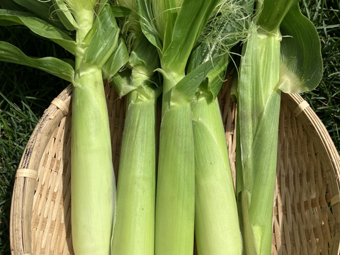 農薬化学肥料除草剤不使用🌏【北海道産】旬の野菜セット🍅🥕5～10種★80サイズ📦