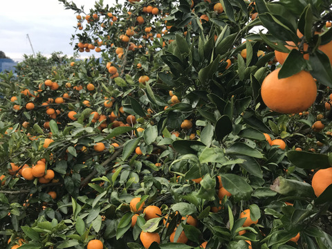 果汁たっぷり！清水の早生みかん(ご家庭用5キロ)