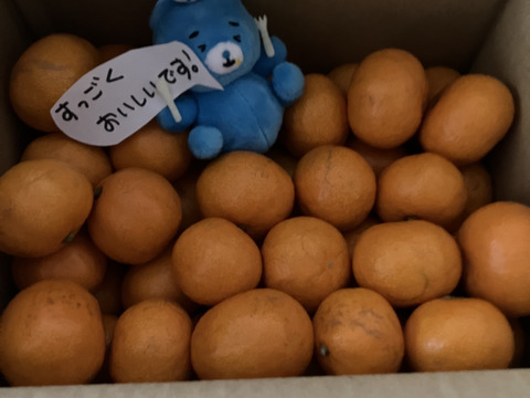 【アワード受賞福袋】　ブサ皮こつぶちゃん＆お豆ちゃん　大集合　2.5kg