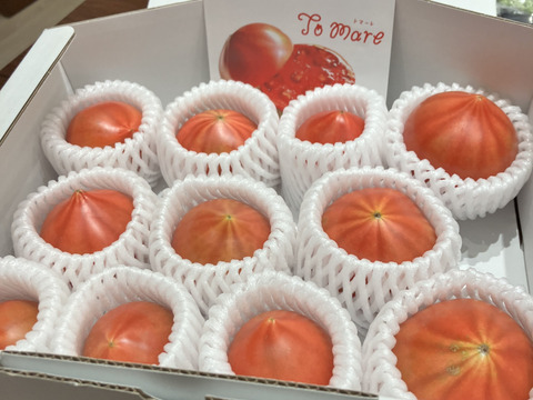 今シーズンラスト【7/9水曜日発送】弾ける旨味・甘み！【ト・マーレ】禁断の濃密さ 800g