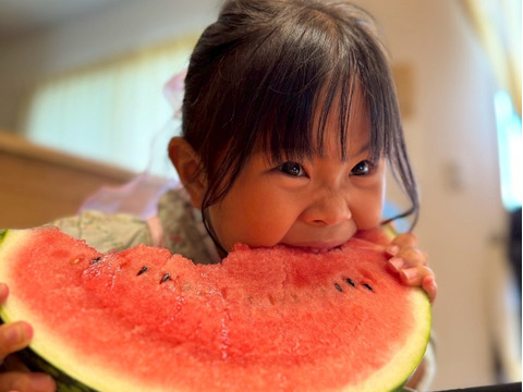 くまもと植木産🍉春スイカ(肥後漫遊)4月10日〜発送 | 1玉入り6〜8kg ギフト贈答用
