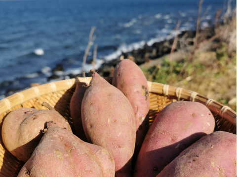 島さつまいも三彩セット 紅はるか/安納芋/高系14号 計２kg【ほくほく・ねっとり食べ比べ】