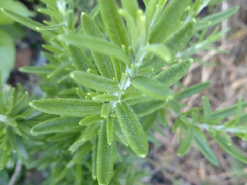 ローズマリー 約15cm✕3のフレッシュローズマリー🌿生葉🌿約15cmのローズマリー、3本分のお届け🌿※品種はお選びできません☆自然栽培 🏣ゆうパック