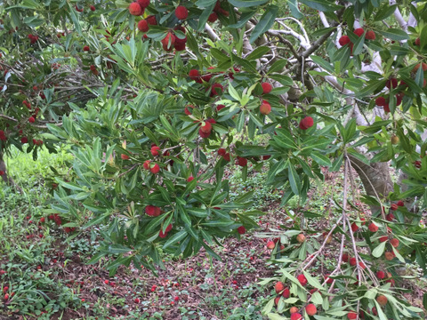 幻の果実、ヤマモモ！1㎏🍒 甘酸っぱい風味とフルーティーな香りが広がる。夏の旬、自然栽培で育まれたひと粒の特別な味わいをぜひ。
