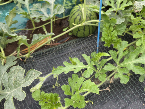 シャリアマ！!小玉スイカ3～4個入り！本州限定