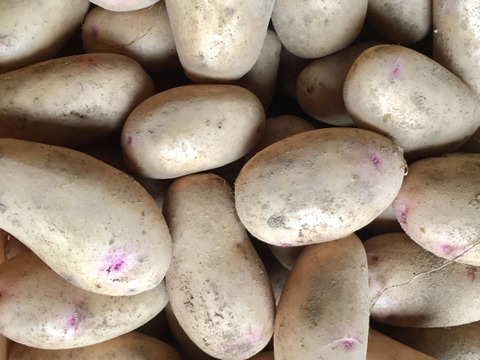 【福袋】玉手農場のジャガイモ味比べセット　合計約10㎏