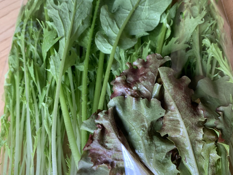 【期間限定！】忙しいあなたへ！簡単便利なサラダセット　1週間分【冬ギフト】