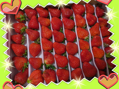 毎年1番人気！【訳ありお買い得！】サイズ、品種お任せ！不揃いイチゴ