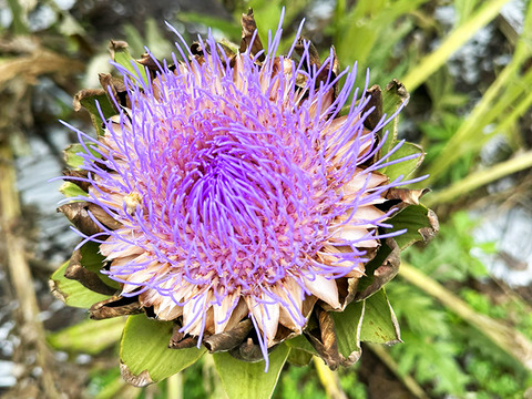 【ドライにも】希少な国産アーティチョーク（2~3本）農薬・化学肥料不使用