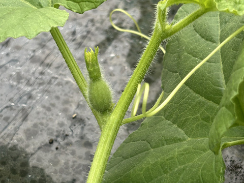 【完熟収穫】追熟の必要がないペルルメロン1玉