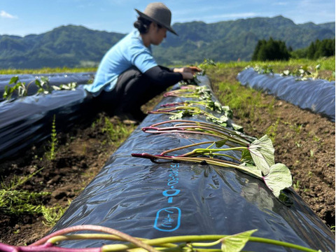 【秋の収穫祭 ハロウィン企画 数量限定】有機JAS 南阿蘇産さつまいもハロウィンスイート（3kg） x 坊ちゃんかぼちゃ（500g以上 x 2個）