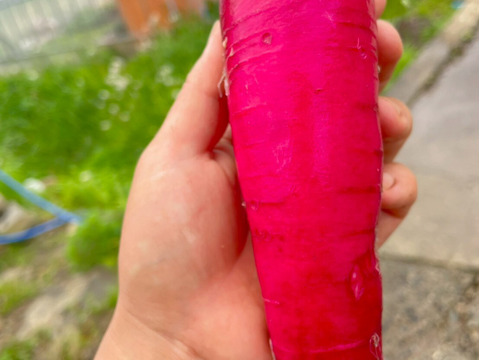 🥕大地の息吹を噛みしめる春大根🥕古代から続く力強き根野菜☆古代種ブランド野菜【農薬不使用】【化学肥料不使用】【品種改良なしの固定種】お試し約1㎏🌿5月中旬予約🌿