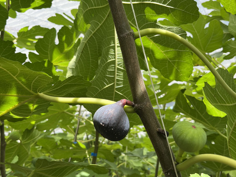 THE FIG ～皮ごと食べれるいちじく～