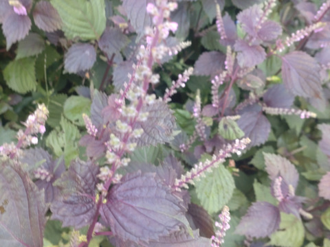 赤紫蘇の実の小枝、30本（※10cmほどの短い小枝☆赤紫蘇の実は生薬で「蘇子」と言われます☆🏣ゆうパック