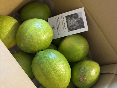 【皮が薄くて種がない】レモン 2kg【防腐剤・ワックス不使用】璃の香（家庭用) 国産レモン