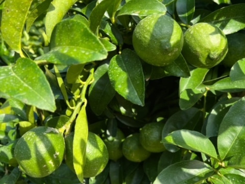 家庭用　グリーン璃の香　国産レモン　瀬戸内産　5㎏