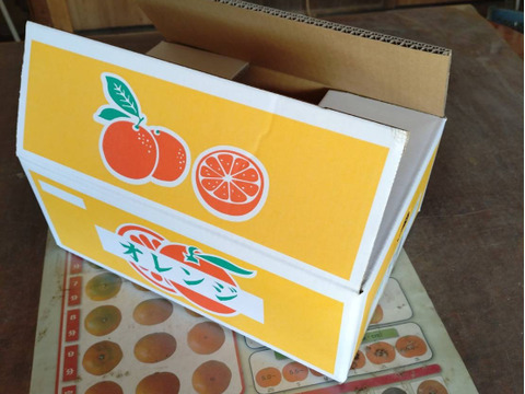 「農薬・化学肥料不使用」神奈川産　青島みかん　【厳選5kg】