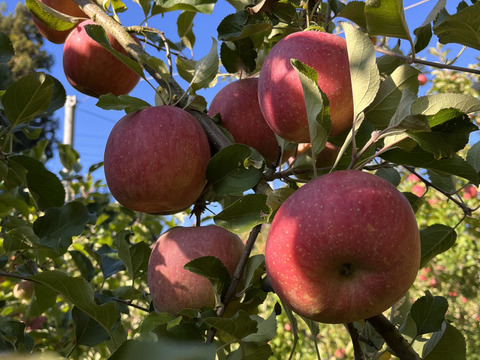 “究極”リンゴジュース3本セット！