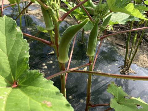 オリジナルにんにく塩付き♪自然栽培五角オクラ350g♪