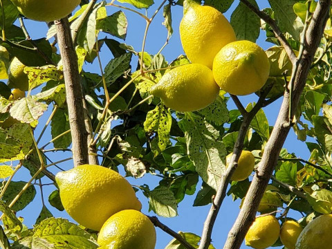 レモン1kg（栽培期間中農薬不使用）