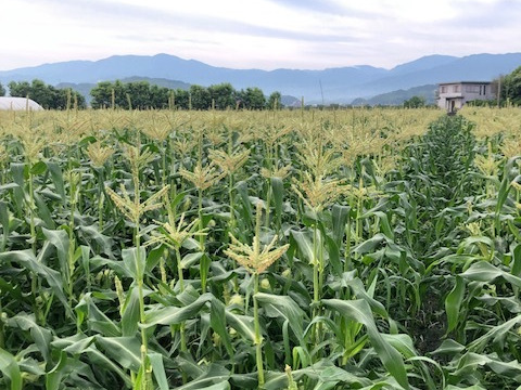 【早割り】早朝収穫とうもろこし【Lサイズ以上8本入り】